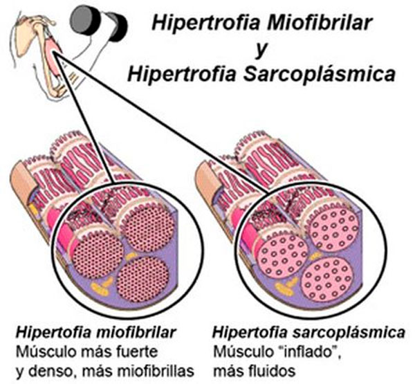 hipertrofia-muscular.jpg